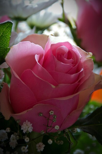 Close-up of pink rose bouquet