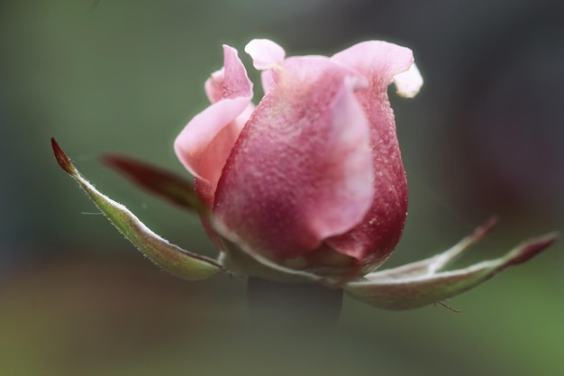 Photo close-up of pink rose bud