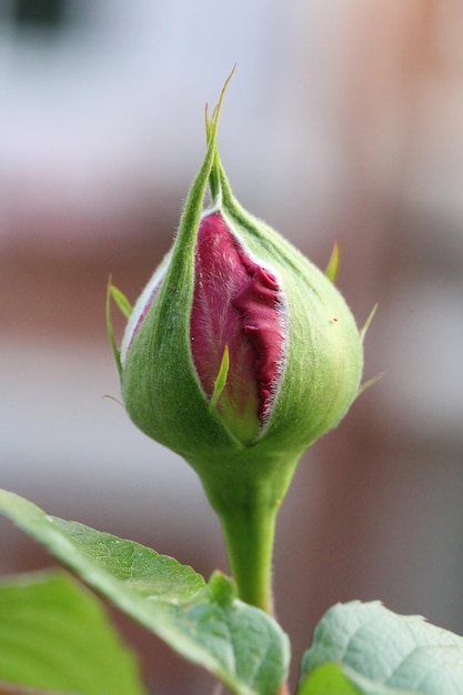 Photo close-up of pink rose bud