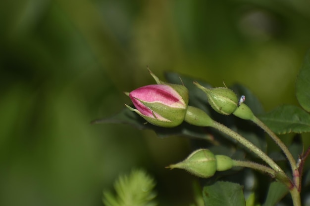 ピンクのバラの芽のクローズアップ