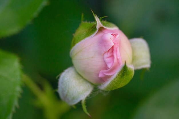 Photo close-up of pink rose bud