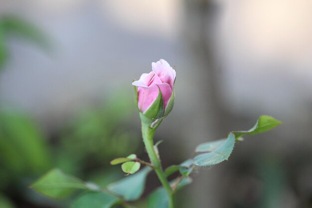 ぼんやりした背景のピンクのバラの芽のクローズアップ