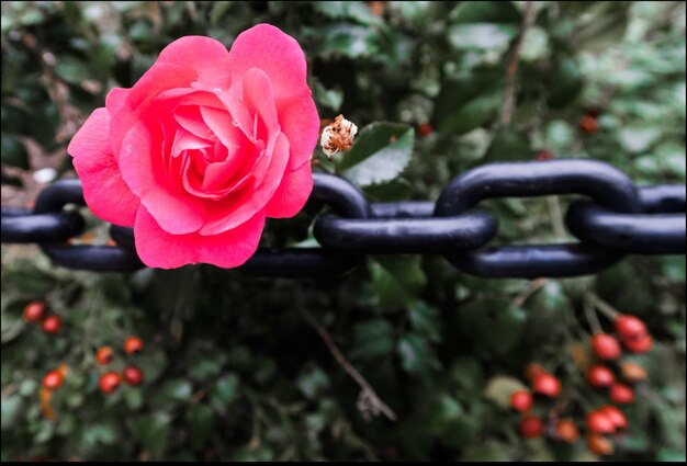 Photo close-up of pink rose on chain