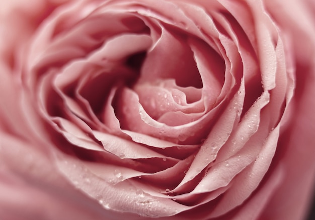 Close up pink rose flower Abstract background Macro Selective focus Soft focus Copy space