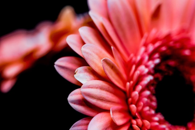 Close-up of pink rose flower against black background