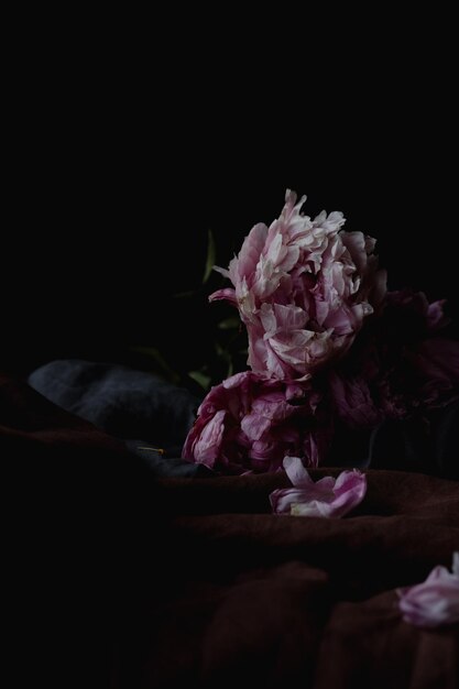 Photo close-up of pink rose flower against black background