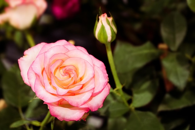 Close-up of a pink rose in the flower garden