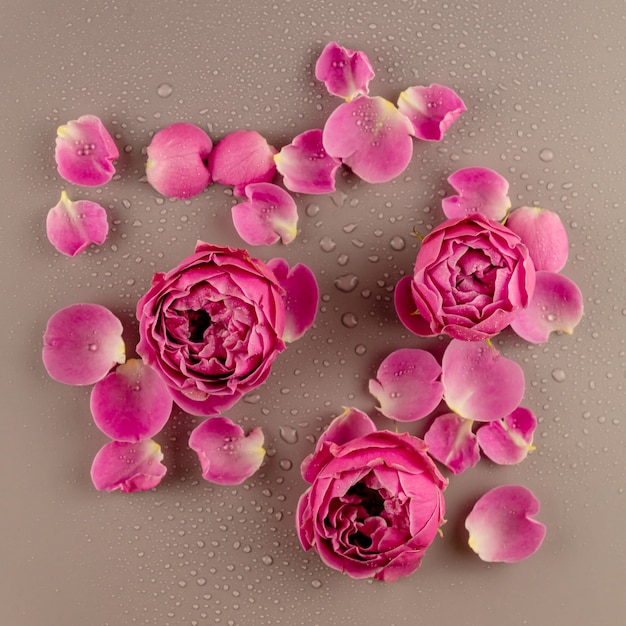 Close up of pink rose flower and petals covered with water drops. Beautiful flower background. top view