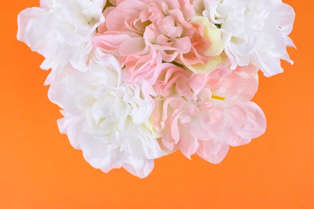 Close-up of pink rose flower