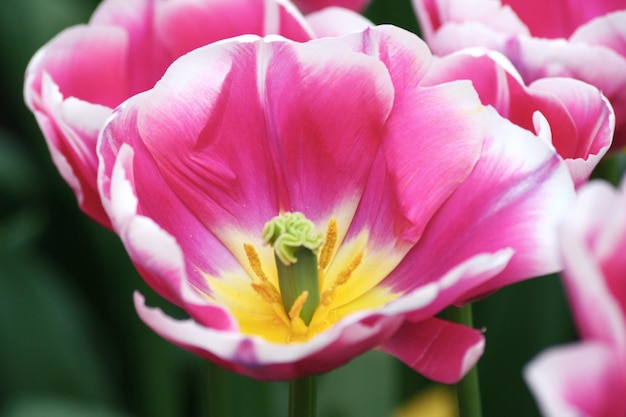 Close-up of pink rose flower