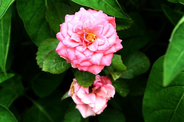 Foto close-up di un fiore di rosa rosa