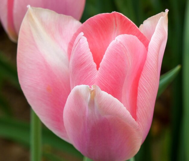 Close-up di un fiore di rosa rosa