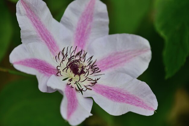 Photo close-up of pink rose flower