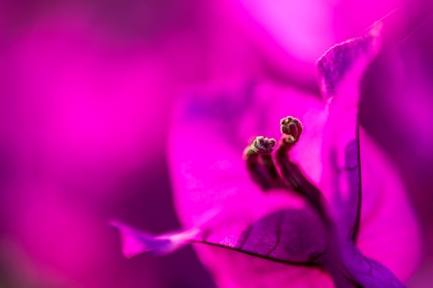 Close-up of pink rose flower