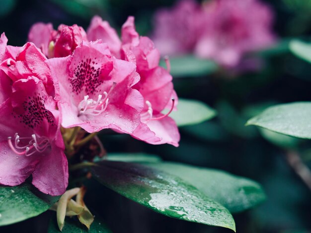 Foto close-up di un fiore di rosa rosa