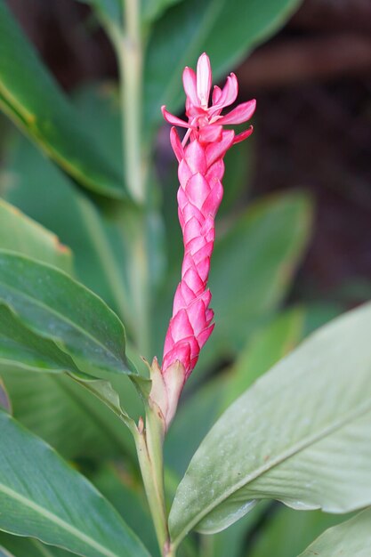 Close-up of pink rose flower