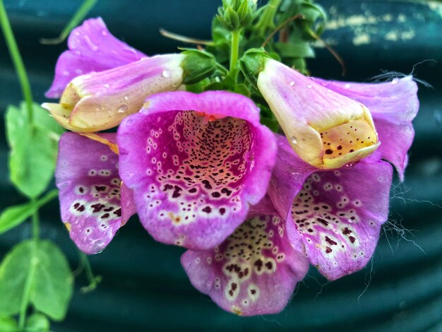 Close-up of pink rose flower