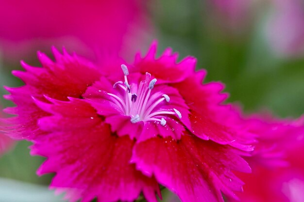 Photo close-up of pink rose flower