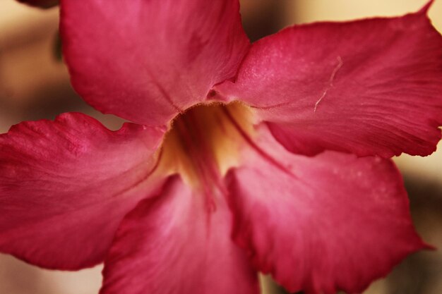 Foto close-up di un fiore di rosa rosa