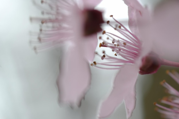 Foto close-up di un fiore di rosa rosa