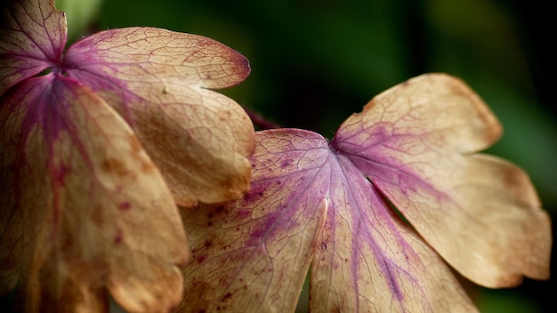 Foto close-up di un fiore di rosa rosa