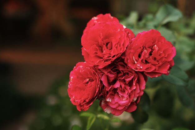 Foto close-up di un fiore di rosa rosa