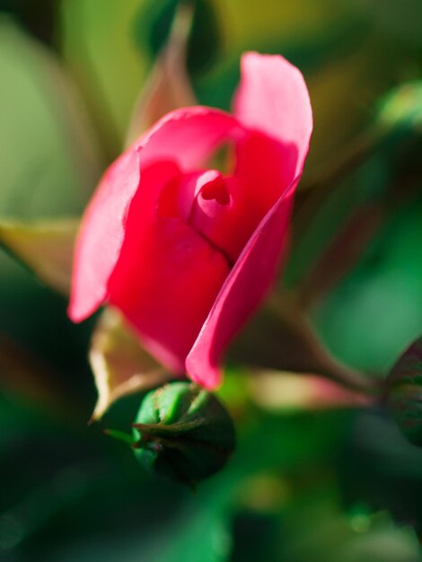 Foto close-up di un fiore di rosa rosa