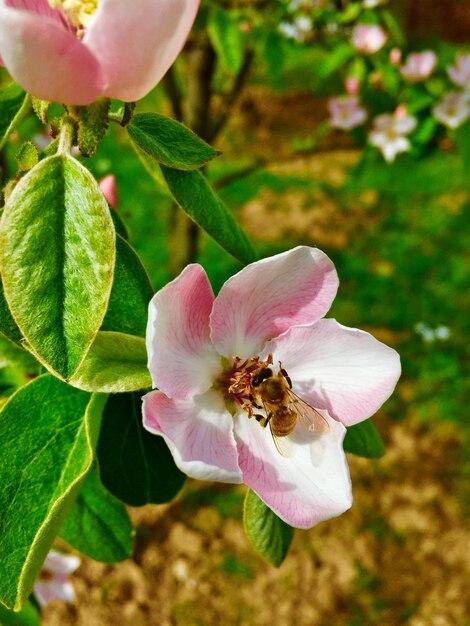 Foto close-up di un fiore di rosa rosa