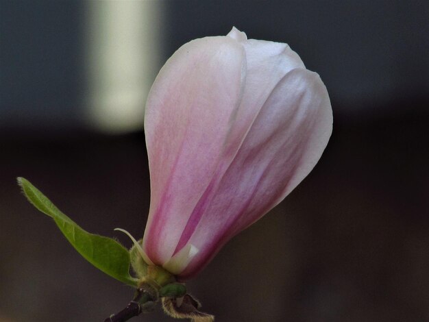 Foto close-up di un fiore di rosa rosa