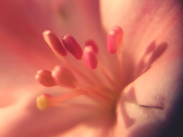 Close-up of pink rose flower