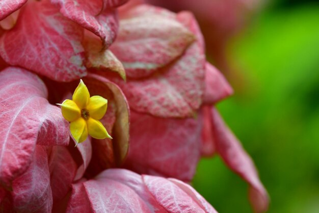 Close-up of pink rose flower