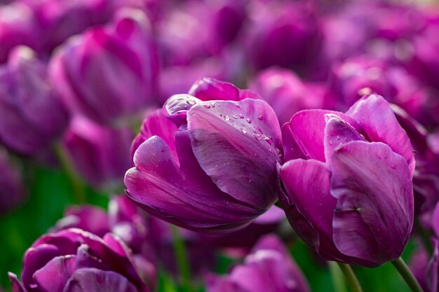 Foto close-up di un fiore di rosa rosa