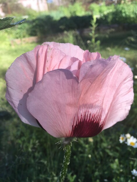 Close-up of pink rose flower