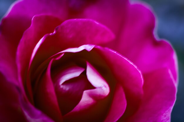 Foto close-up di un fiore di rosa rosa