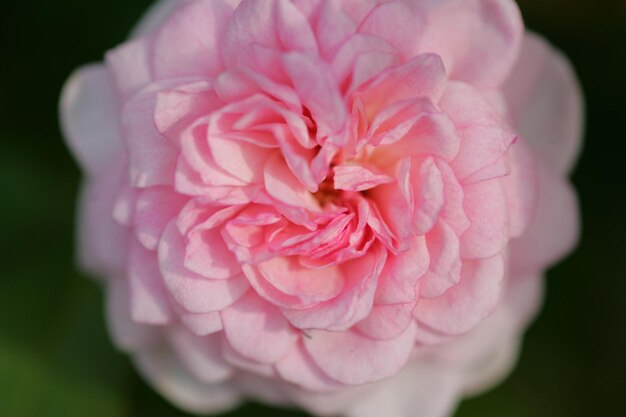 Foto close-up di un fiore di rosa rosa