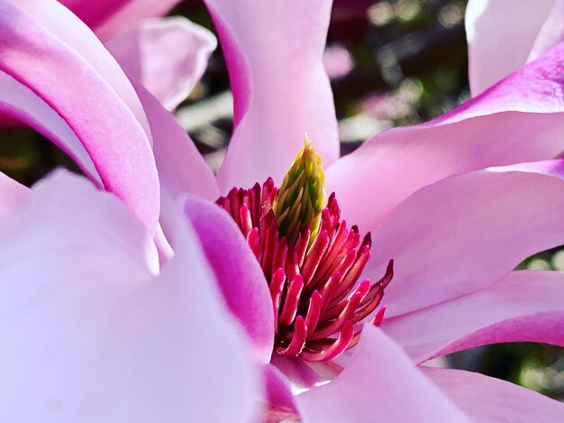 Close-up of pink rose flower