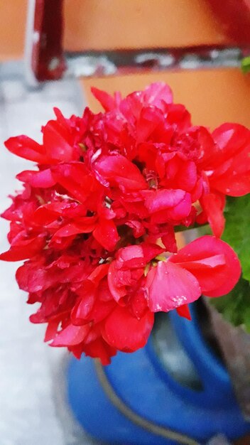 Close-up of pink rose flower