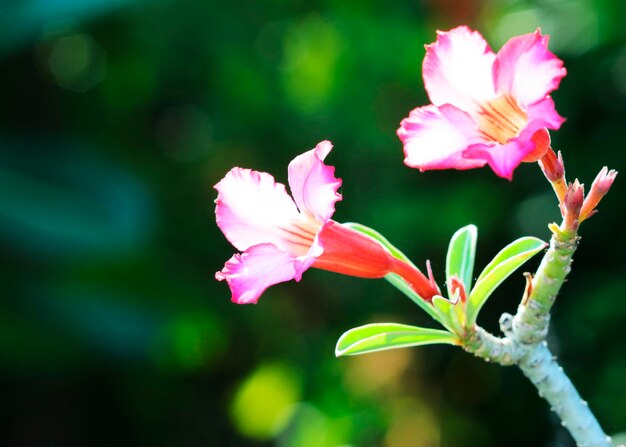 Close-up of pink rose flower