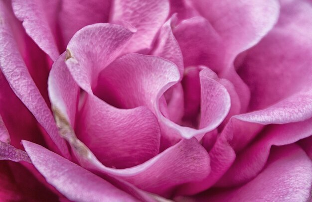 ピンクのバラの花のクローズアップ