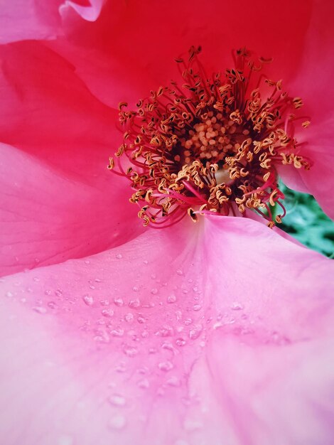 Foto close-up di un fiore di rosa rosa