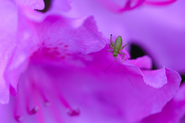 Close-up of pink rose flower