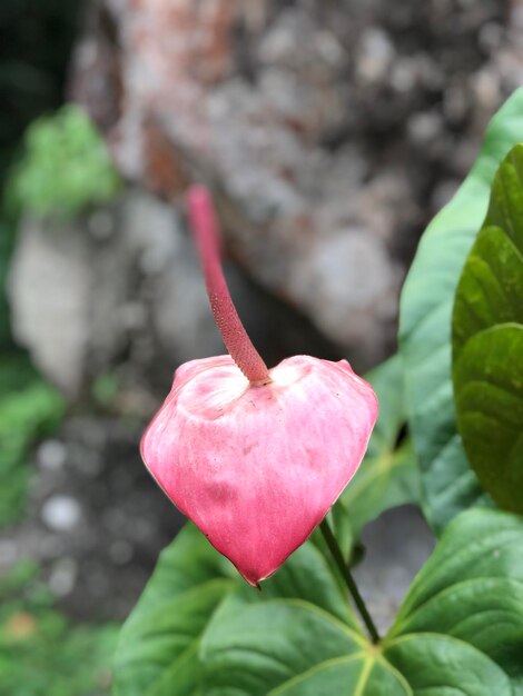 Close-up of pink rose flower