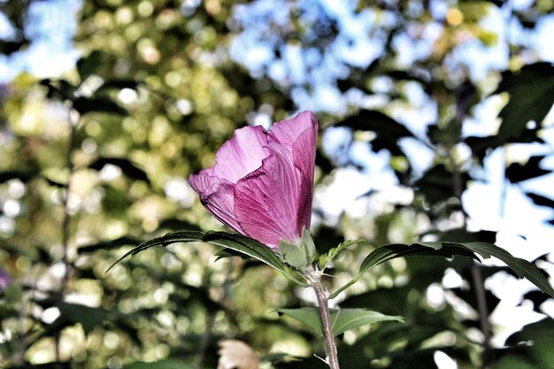 Close-up of pink rose flower