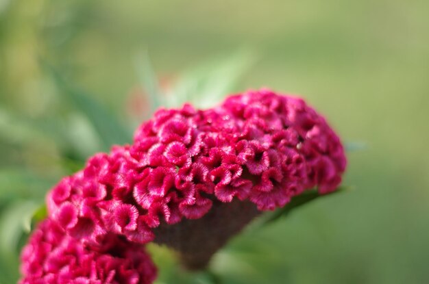 Photo close-up of pink rose flower