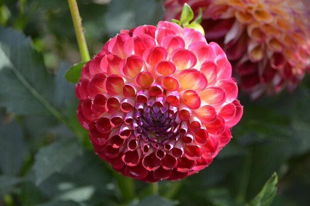 Photo close-up of pink rose flower