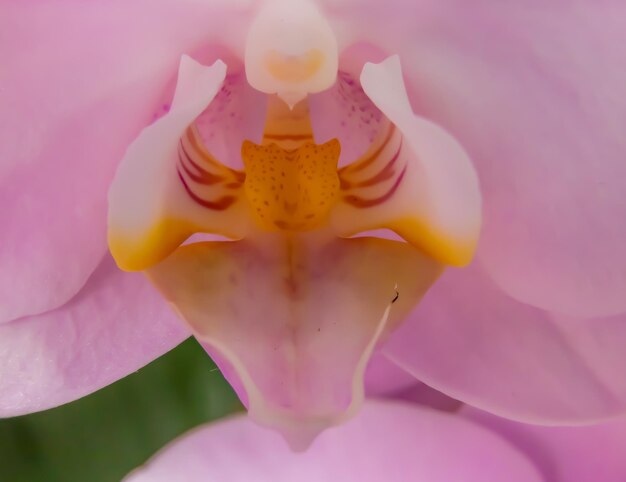 Foto close-up di un fiore di rosa rosa