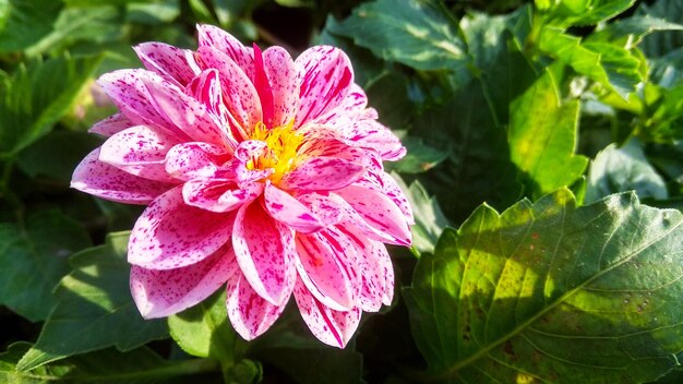 Close-up of pink rose flower