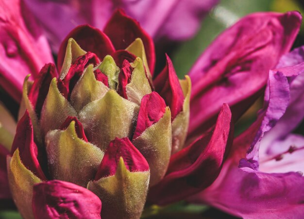 Foto close-up di un fiore di rosa rosa