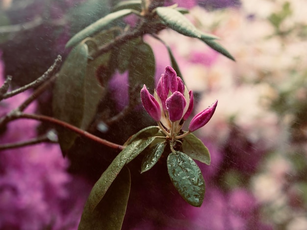 Foto close-up di un fiore di rosa rosa