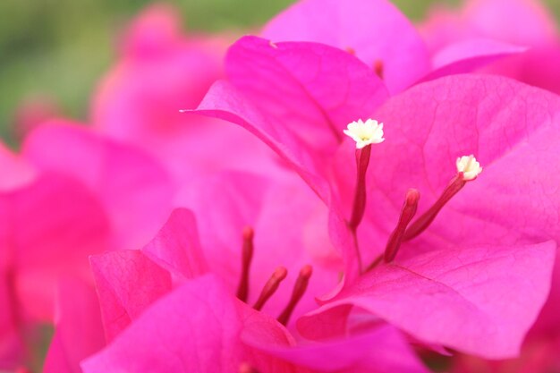 Photo close-up of pink rose flower